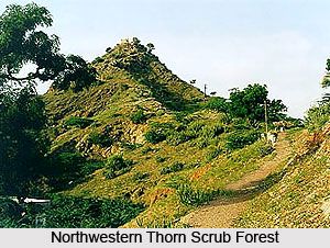 Northwestern Thorn Scrub Forests in India Desert Forest, Indian Desert, Thar Desert, Wildlife Conservation, Scrubs, Country Roads, Forest, India