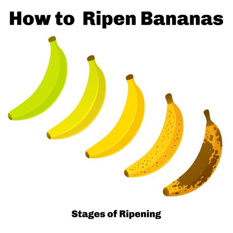 How to Ripen Bananas | The Kitchen Magpie How To Ripen Bananas, How To Ripen Bananas Quickly, Use Up Ripe Bananas, How To Use Overripe Bananas, How To Use Ripe Bananas Healthy, Use Bananas Before They Go Bad, How To Rippen Green Banana, Banana Storage, Gas Work