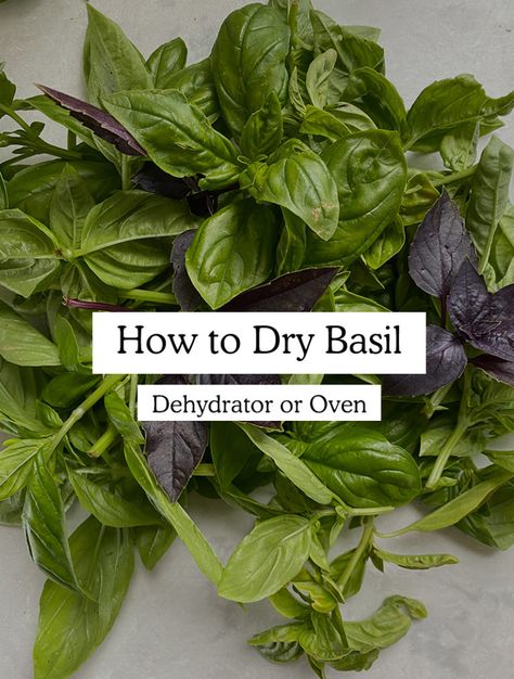 How to Dry Basil - Using An Oven or Dehydrator - Fresh Exchange Basil Plant Care, Storing Fresh Basil, Storing Basil, Preserving Basil, Dry Basil, Harvesting Basil, Fancy Grilled Cheese, Diy Homesteading, Food Dehydration