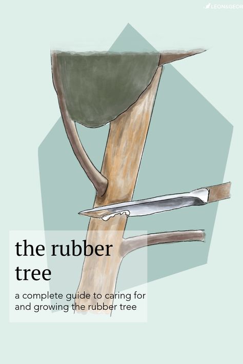 Rubber Tree Outdoor, Rubber Plant Care, Houseplant Collection, Rubber Tree Plant, Plant Care Tips, Growing Strong, Ficus Elastica, Tree Pruning, Plant Problems