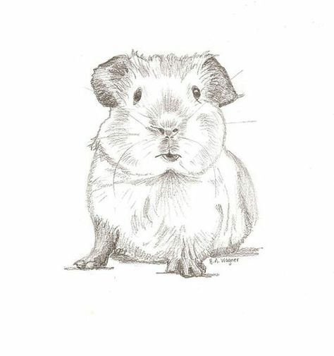 Pig Sketch, Pig Painting, Pig Pictures, Pig Drawing, Pet Guinea Pigs, Pig Art, Cute Guinea Pigs, Art Tumblr, Drawing Faces