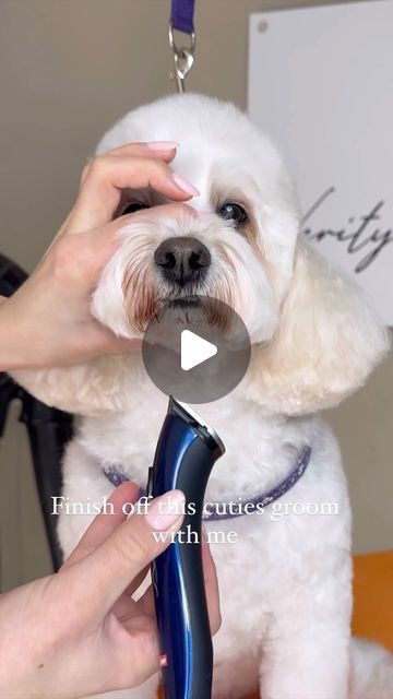 Dog Trimming Pet Grooming, Dog Grooming Techniques, Dog Dryer Pet Grooming, Mini Poodle Grooming, Dog Grooming Tutorials, Dogs Dyed Hair, Grooming Dogs At Home, Dog Grooming For Beginners, Shihpoo Grooming Styles