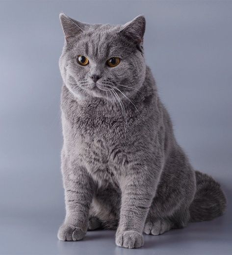 ❤️ British Blue Cats, British Blue Kitten, British Blue Cat, Kitten Breeds, Domestic Cat Breeds, F2 Savannah Cat, Russian Blue Cat, Cat Spray, British Shorthair Cats