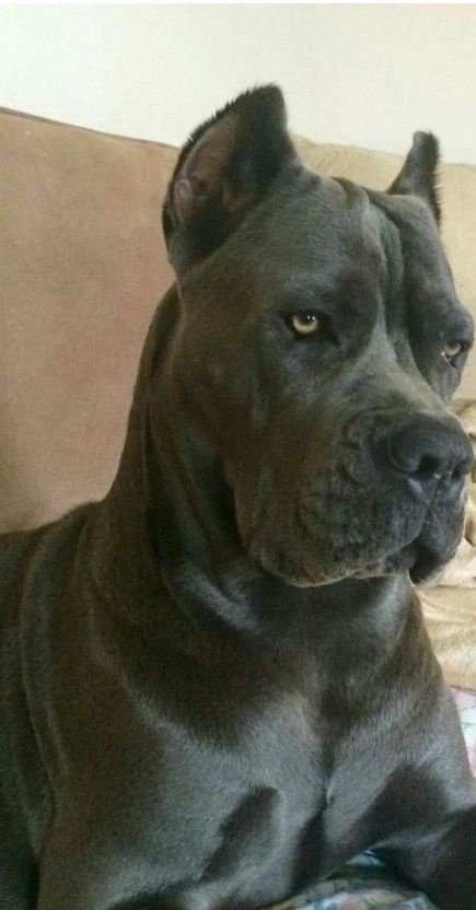 Falon Cane Corso Dog Blue, Cane Corso Aesthetic, Gray Cane Corso, King Corso Dog, King Corso, Blue Cane Corso, Dog Ear Tattoo, Chien Cane Corso, Cane Corso Dog Breed