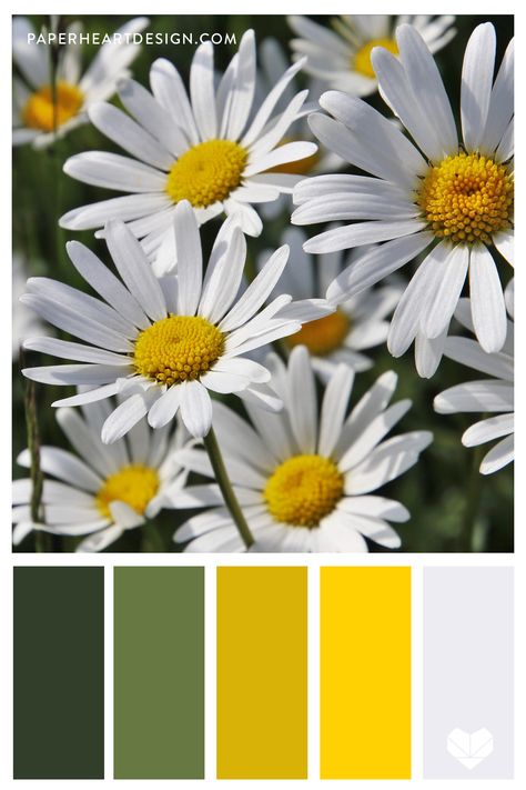 Daisy Color Palette, Daisy Colors, Website Colors, Tints And Shades, Painting Corner, Sunshine Flowers, Color Boards, Yellow Wildflowers, Madame Butterfly