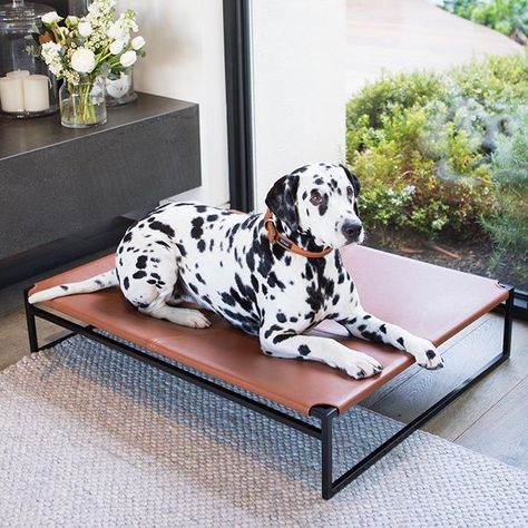 Metal Dog Bed, Pets Furniture, Ugly Dog, Ugly Dogs, Leather Couch, Chrome Frame, Dog Beds, Pet Furniture, Dog House