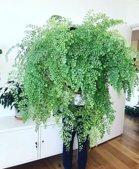 Cabin Makeover, Big Indoor Plants, Indoor Ferns, Ferns Care, Succulent Decor, Cheap Plants, Home Decor Green, Maidenhair Fern, Ferns Garden