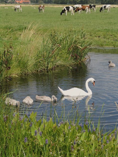 Nature Girlie, Cottagecore Aesthetic, Spring Aesthetic, Nature Aesthetic, Swans, Cute Little Animals, Nature Animals, Green Aesthetic, 귀여운 동물