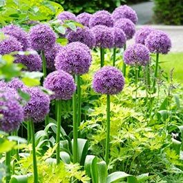 Flower Bulbs & Perennials | Fall Flower Bulbs | Eden Brothers Allium Globemaster, Peony Bulbs, Allium Giganteum, Fall Perennials, American Meadows, Hgtv Garden, Hydrangea Care, Lily Bulbs, Amaryllis Bulbs