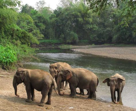 Thailand Jungle, Safari Desert, Elephant Camp, Thailand Elephants, Elephant Images, Biggest Elephant, Elephants Photos, Animals Jungle, Animals Sea