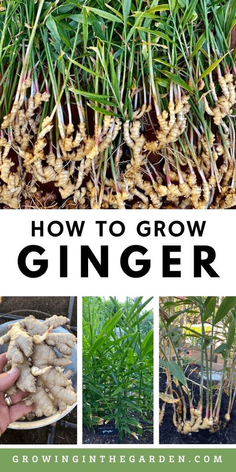 How To Grow Ginger In A Pot, How To Grow Peppercorns, How To Grow Ginger Root At Home, Kitchen Ideas For Older Homes, How To Grow Ginger, 8b Plants, Growing Cinnamon, Ginger Gardening, Cottagecore Hobbies