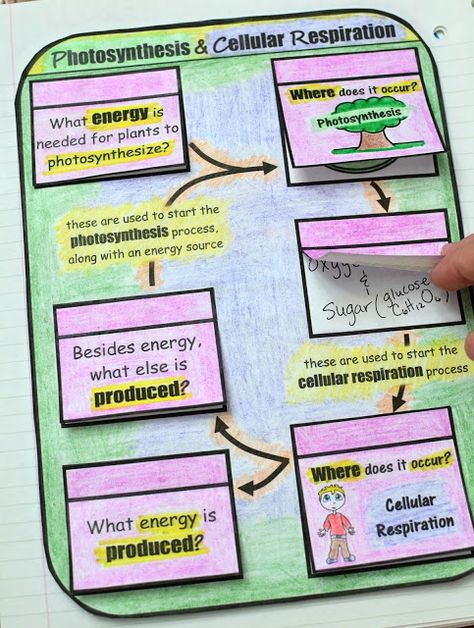 Photosynthesis and Cellular Respiration Foldable | Math in Demand Cellular Respiration Activities, Cell Respiration, Photosynthesis And Cellular Respiration, Arts Education Quotes, Cellular Respiration, 7th Grade Science, Science Notebook, Science Notebooks, 4th Grade Science