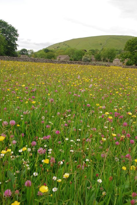 Hay meadows of Littondale. Best time of year to see them, mid June to mid July… Hay Meadow, Flower Meadows, Baba Jaga, Wild Flower Meadow, Mid July, Wildflower Garden, Yorkshire Dales, Big Things, The Meadows