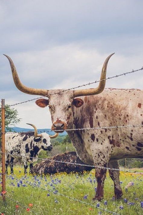 Texas Longhorn Photo, Nature, Animals, Longhorns, Fine Art Photo, Landscape, Home Decor Portrait, Cow, Bluebonnets, Texas Wildflowers Decor | acrylic painting food
, kitchen artwork painting
, kitchen artwork painting
, acrylic painting kitchen art
, oil painting food
, kitchen paintings art wall decor
, kitchen paintings art wall decor bohemian
, fruit wall art
, fruit art print
, fruit painting prints
, abstract fruit painting
, fruit canvas painting Bluebonnets Texas, Mode Country, Wildflower Decor, Cowboy Photography, Cow Photography, Texas Wildflowers, Country Backgrounds, Longhorn Cattle, Longhorn Cow