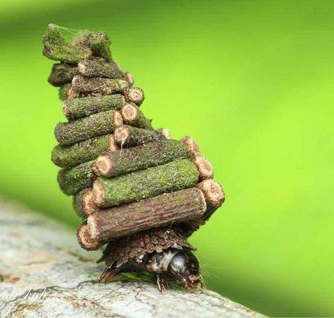 An Actual Clown™ on Twitter: "ok i thought the bagworm cocoon was neat UNTIL I SAW THAT A BAGWORM CATERPILLAR ALSO MAKES A TINY MOBILE HOUSE OUT OF STICKS.… https://t.co/y89IjMcwFM" Tiny Mobile House, Moth Caterpillar, Cool Bugs, Geometric Terrarium, Moss Terrarium, Portable House, Melaka, Arachnids, Glass Vessel