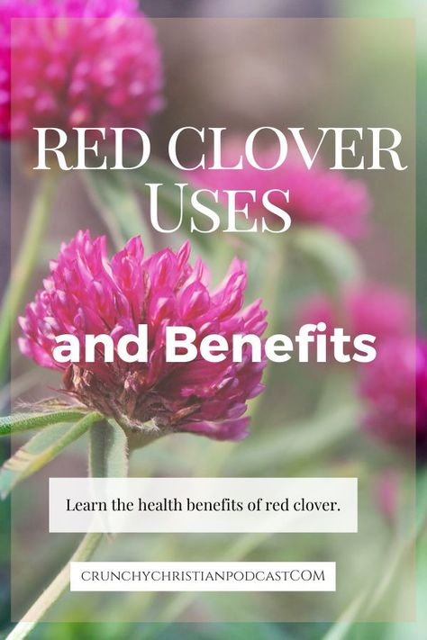 Join Julie Polanco on this episode of Crunchy Christian Podcast as she discusses red clover uses and benefits. Clover Benefits, Red Clover Benefits, Medicinal Weeds, Clover Plant, Red Clover, Natural Fertilizer, Natural Sleep Remedies, Cold Remedies, Homeopathic Remedies