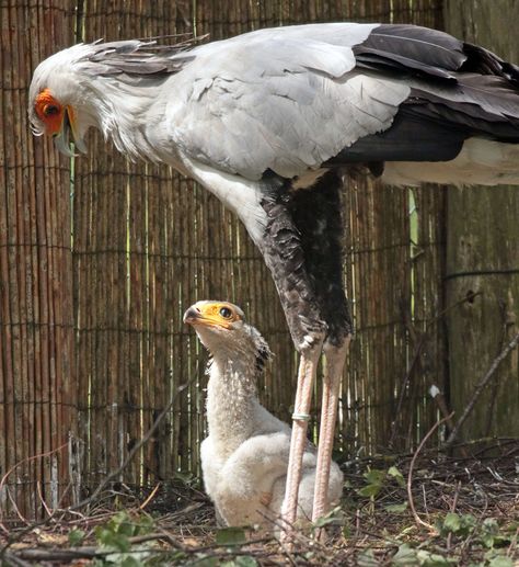 Secretary bird (Sagittarius serpentarius) & chick Secretary Bird, Weird Birds, World Birds, Cute Wild Animals, Animal Heads, African Animals, Bird Pictures, Weird Animals, Birds Of Prey