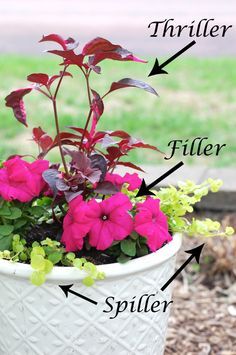 How to arrange flowers in a flower pot: thriller, filler and spiller. Container Gardening Ideas Thrillers Fillers Spillers, Container Gardening Ideas, Have Inspiration, Garden Containers, Container Flowers, Flowers Garden, Lawn And Garden, Container Plants, Shade Garden