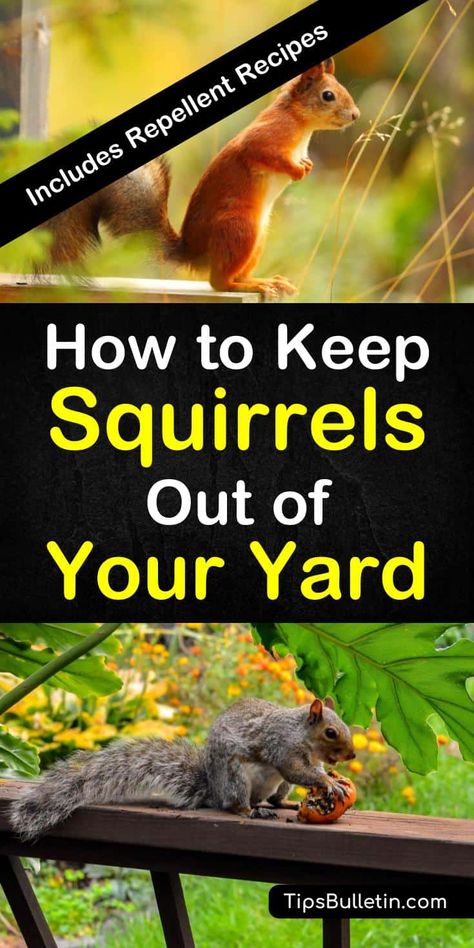 Squirrel Repellant, Squirrel Repellent, Get Rid Of Squirrels, Squirrel Proof Bird Feeders, Garden Pest Control, A Squirrel, Eat Fruit, School Posters, Garden Pests