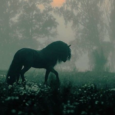 Fairytale Aesthetic, Dark Fairytale, Horse Aesthetic, Pretty Animals, Equestrian Life, Black Horse, Fantasy Aesthetic, Arte Fantasy, Pretty Horses