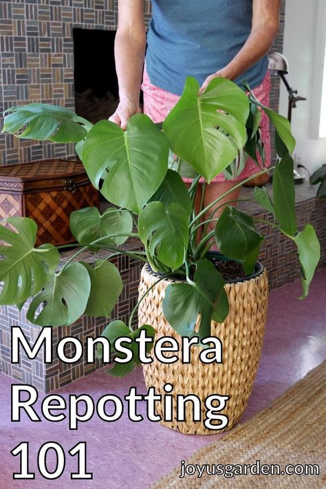 Monstera Potting Soil, Splitting Monstera Deliciosa, Plant Stand Monstera, Planting Monstera Cuttings, How To Separate Monstera Plant, Monstera Plant Soil, When To Repot Monstera Plant, How To Repot Monstera Deliciosa, Monstera Plant Care Tips