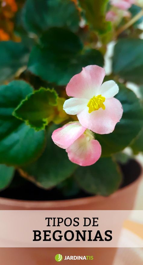 La begonia es uno de los mayores géneros de plantas con flores, con unas 1.500 especies, que crecen en las zonas tropicales de Asia, África y América. Vamos a conocer distintos tipos de begonias.  #begonias #flores #plantas #jardinatis #decogarden Calathea Plant, Personal Branding Photoshoot, Plant Photography, Related Images, Cactus And Succulents, Branding Photoshoot, Easy Paintings, Artsy Fartsy, Pretty Flowers