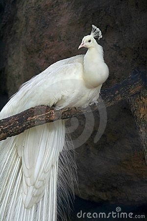 Peacock Images, Peacock Pictures, Sunflower Pictures, White Peacock, Peacock Art, Peacock Bird, Free Photography, Medical Illustration, Photo Images