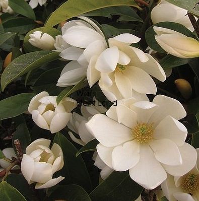 Garden Redesign, Evergreen Magnolia, Wholesale Plant Nursery, Magnolia Bouquet, Magnolia Gardens, Wholesale Plants, Garden Compost, Kunming, White Magnolia