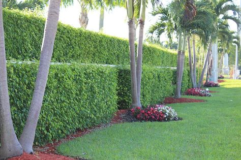 Palm Tree Hedge, Tree Hedge, Ficus Hedge, Modern Landscape Design Front Yard, Landscaping Entrance, Modern Front Yard, Tropical Backyard, Front Entryway, Modern Landscape Design