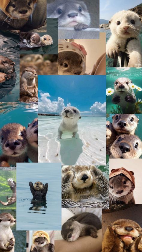 Otters Cute, Otters, Cool Wallpaper, Baby Animals, Cute Wallpapers, Iphone Wallpaper, Funny Pictures, Funny