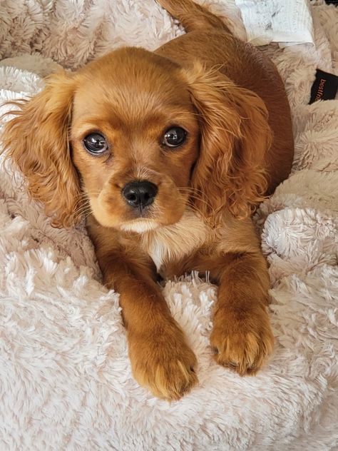 Cavalier King Charles Spaniel Brown, Caviler King Charles Spaniel, Ruby King Charles Cavalier, Ruby Cavalier King Charles Spaniel Puppy, Ruby Cavalier King Charles Spaniel, Ruby Cavalier, Cavalier King Charles Spaniel Puppy, Cavalier King Spaniel, King Spaniel