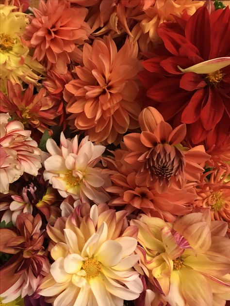 Autumn color dahlias Autumn Garden Party Wedding, Autumn Flowers Aesthetic, September Flowers In Season, Soft Autumn Aesthetic, Fall Flowers Aesthetic, Fall Dahlias, Moodboard Orange, Autumn Dahlia, Monthly Aesthetic