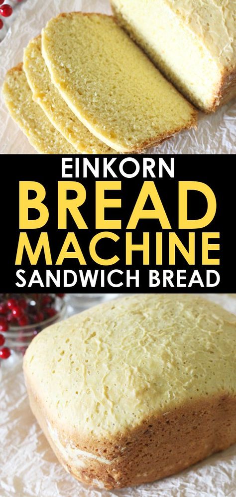 Fresh einkorn sandwich bread in 2 hours with a bread maker is possible! This einkorn flour bread machine recipe is perfect for a set it and forget it sandwich bread loaf! #Einkorn #Bread #BreadMachine Einkorn Bread Machine Recipe, Bread Machine Sandwich Bread, Einkorn Sandwich Bread, Einkorn Bread, Recipe Sandwich, Bread Garlic, Homesteading Life, Bread Machine Recipe, Einkorn Recipes