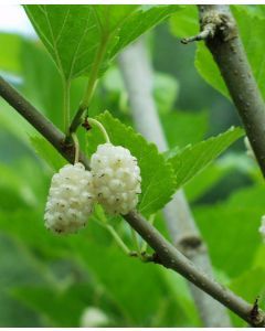 Beautiful Day Mulberry Mulberry Fruit, Alpine Strawberries, White Mulberry, Berry Plants, Mulberry Home, Mulberry Tree, Edible Landscaping, Plants For Sale, Shade Trees