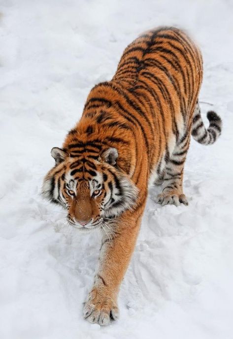 Tiger Reference Photography, Tiger Poses Reference, Tiger Walking Down, Tiger Climbing Down, Dynamic Tiger Poses, Tiger Pose Reference, Tiger Poses, Tiger Reference, Tiger Bedding