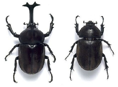 Allomyrina dichotoma - Japanese Rhinoceros Beetle Japanese Rhinoceros Beetle, Nice Animals, Rhinoceros Beetle, Rhino Beetle, Beetle Tattoo, Cool Bugs, Angel Drawing, Spooky Tattoos, Stag Beetle