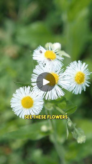 145K views · 4.6K reactions | The amazing wild fleabane! 🌼

Have you ever made tea with fleabane before? So many people see this plant, but so few know how incredible it is! I hope this video can help to change that. 🙏

#foraging #fleabane | Feral Foraging | Feral Foraging · Original audio 50k Views, So Many People, Essential Oil Recipes, Medicinal Plants, Oil Recipes, Herbal Medicine, Many People, Have You Ever, The Amazing