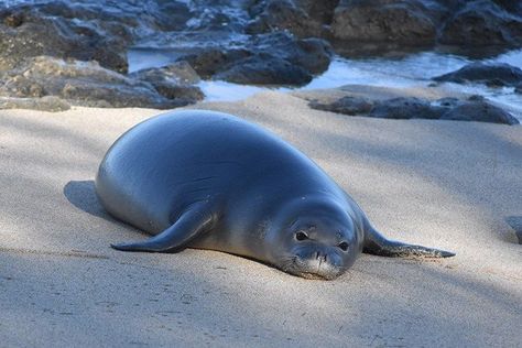 Hawaiian monk seal RJ16, known as Kahulu, dies on Oahu Pool Mural, Ocean Trash, Hawaiian Monk Seal, Monk Seal, Marine Debris, Elephant Seal, Cute Seals, Blue Nature, Marine Animals