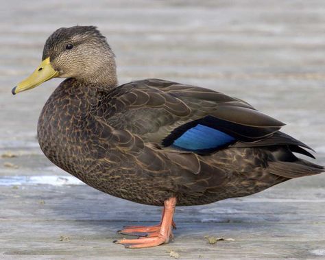 American Black Duck - seen at Dyke Marsh Wildlife Preserve in Alexandria in August Duck Pictures, Black Duck, Water Birds, Common Birds, Most Beautiful Birds, Save The Duck, Game Birds, Mallard Duck, A Duck