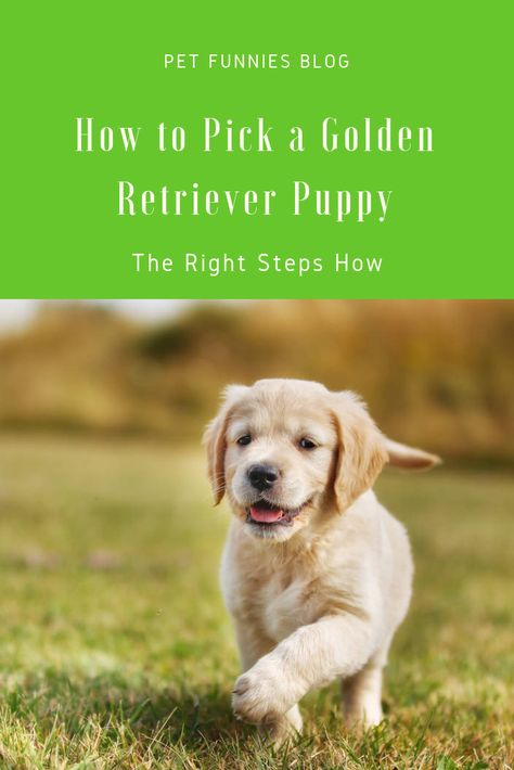 Golden Retriever Care Tips, Golden Retriever Puppy Pictures, Golden Retriever Care, Labrador Retriever Funny, Lover Anime, Painting Dogs, English Cream, Dog Advice, Golden Puppy