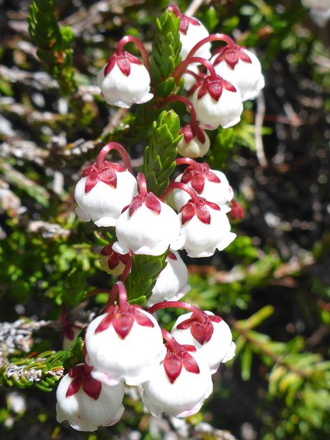 White Heather, Cassiope Mertensiana White Heather Flower, Heather Moss, Heather Plant, Heather Flower, White Wildflowers, Southwest Usa, White Heather, White Garden, White Gardens