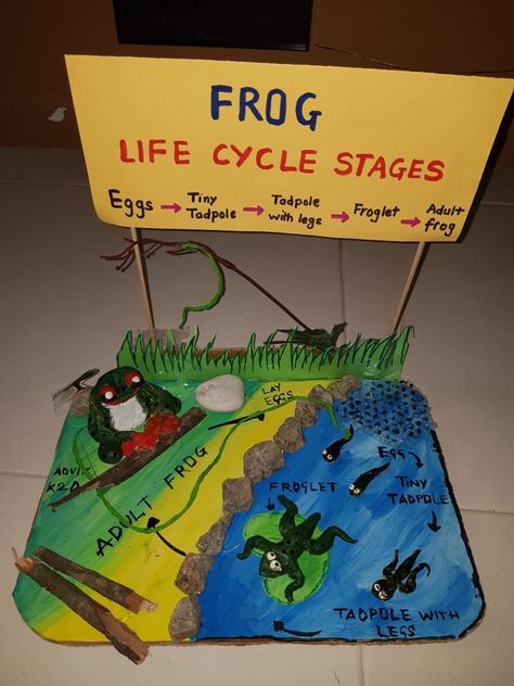 Frog life cycle project for kids Life Cycle Of A Frog Science Project, Frog Life Cycle Project, Life Cycle Of A Frog Craft, Life Cycle Of Housefly, Animal Life Cycle Projects, Butterfly Life Cycle Foldable, Plant Life Cycle Project, Frog Science, Life Cycle Project