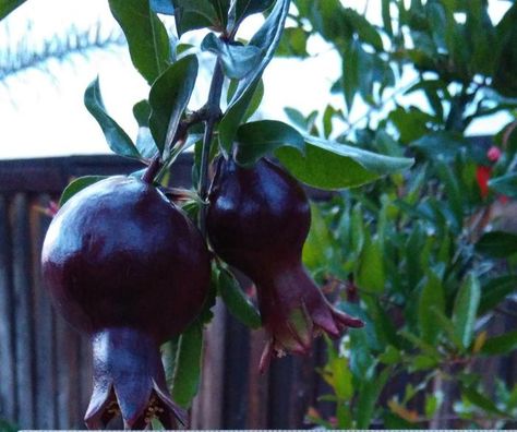 Black Pomegranate Black Pomegranate, Pomegranate Tree, Goth Garden, Happy Farm, Gothic Garden, Live Tree, Pomegranate Fruit, Black Jewel, Blooming Plants