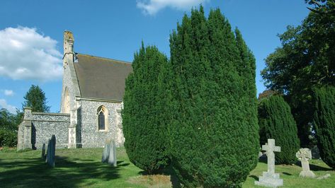 Irish Yew, Taxus Baccata, Yew Tree, Tree Id, Hedging Plants, Winter Tree, Chestnut Horse, Beautiful Trees, Ornamental Trees