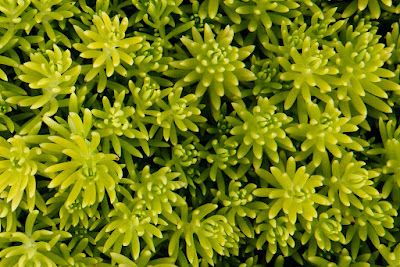 Lemon Coral Sedum care and culture Lemon Coral Sedum, Tropical Plants Uk, Sedum Angelina, Yard Pond, Pond Ideas, Rock Gardens, Herbaceous Perennials, Drought Tolerant Plants, Back Garden