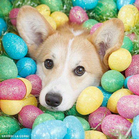 Easter's almost over, can I get out of this ball pit now? Easter Dog Photos, Easter Pet Photos, Easter Photoshoot, Corgi Pictures, Easter Dog, Corgi Pembroke, Dog Photoshoot, Easter Photos, Happy Puppy