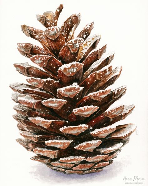 Pine Cone Drawing, Paint Snow, Resist Painting, Anna Mason, Fungi Art, Me And Who, Pine Cone Art, Winter Leaves, Illustration Botanique