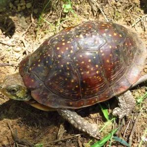 The box turtle (Terrapene) is among the most commonly kept pet turtles. While they are technically pond turtles, they don’t require an aquatic setup. Unlike most tortoises, box turtles don’t … The post Spotted Box Turtle appeared first on All Turtles. Ornate Box Turtle, Eastern Box Turtle, Box Turtles, Animals In Love, Turtle Care, Turtle Homes, Big Turtle, Wood Turtle, Animals To Paint