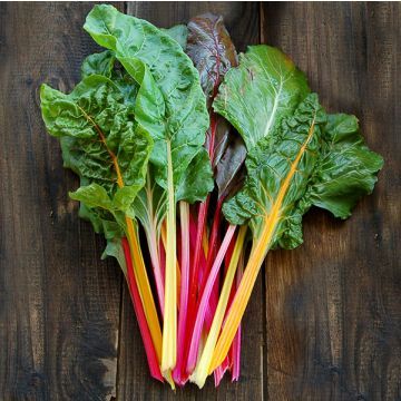 Chard Seed - Certified Organic Non-GMO Seed from High Mowing Organic Seeds Swiss Chard Plant, Rainbow Swiss Chard, Beta Vulgaris, Spring Crops, Rainbow Chard, Easy Vegetables To Grow, Seed Pack, Leafy Vegetables, Plant Spacing