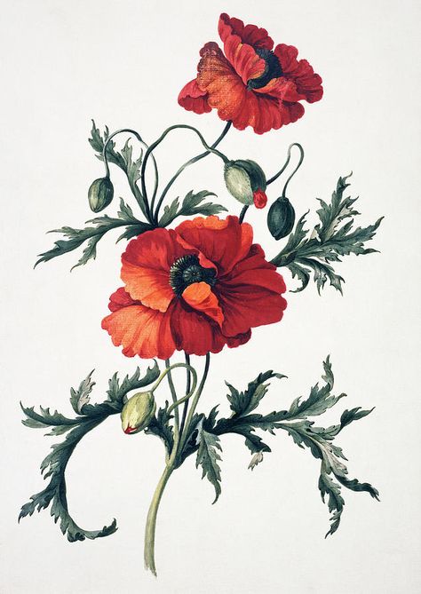 Poppy Flower Drawing, Red Flower Tattoos, Papaver Orientale, Poppy Flower Tattoo, Natural History Museum London, Poppies Tattoo, Botanical Flower Art, Geisha Art, Flower Sleeve